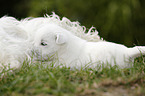 West Highland White Terrier