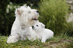 West Highland White Terriers