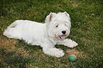 West Highland White Terrier