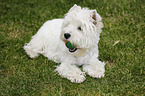 West Highland White Terrier