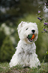 West Highland White Terrier