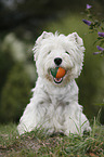 West Highland White Terrier