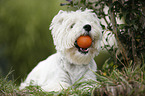 West Highland White Terrier