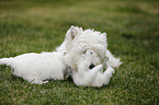 West Highland White Terriers