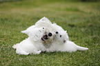 West Highland White Terriers