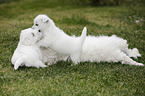 West Highland White Terriers