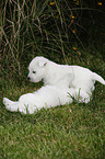 West Highland White Terriers