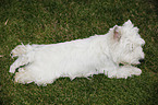 West Highland White Terrier