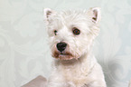 West Highland White Terrier Portrait