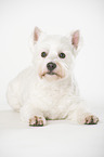 lying West Highland White Terrier