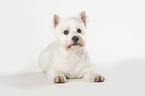 lying West Highland White Terrier