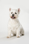 sitting West Highland White Terrier