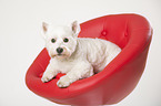 lying West Highland White Terrier