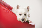 lying West Highland White Terrier