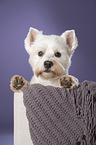 West Highland White Terrier Portrait