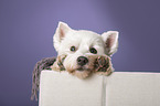 West Highland White Terrier Portrait