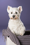 West Highland White Terrier Portrait