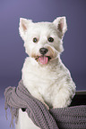 West Highland White Terrier Portrait