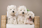 3 West Highland White Terrier