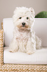 sitting West Highland White Terrier