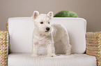 young West Highland White Terrier