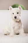 young West Highland White Terrier