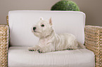 young West Highland White Terrier