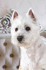 West Highland White Terrier portrait