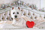 West Highland White Terrier in bed