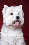 West Highland White Terrier Portrait