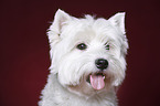 West Highland White Terrier Portrait