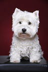 sitting West Highland White Terrier