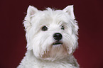 West Highland White Terrier Portrait