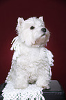 sitting West Highland White Terrier