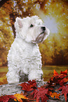 standing West Highland White Terrier