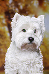 West Highland White Terrier Portrait