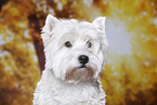 West Highland White Terrier Portrait