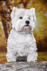 standing West Highland White Terrier