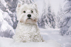 sitting West Highland White Terrier