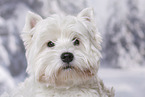 West Highland White Terrier Portrait