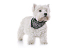 standing West Highland White Terrier