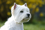 West Highland White Terrier Portrait