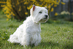 sitting West Highland White Terrier