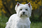 West Highland White Terrier Portrait