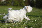 running West Highland White Terrier