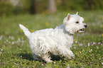 running West Highland White Terrier