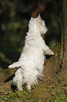 West Highland White Terrier