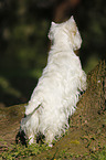 West Highland White Terrier