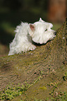 West Highland White Terrier