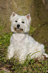 sitting West Highland White Terrier